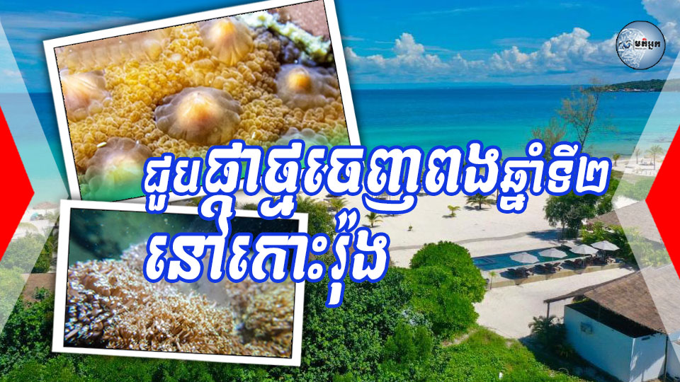 ការប្រទះផ្កាថ្មចេញពងនៅកោះរ៉ុងឆ្នាំទី២ ជាប់គ្នា បានឆ្លុះបញ្ចាំងពីភាពជោគជ័យនៃការអភិរក្សសមុទ្ររបស់កម្ពុជា